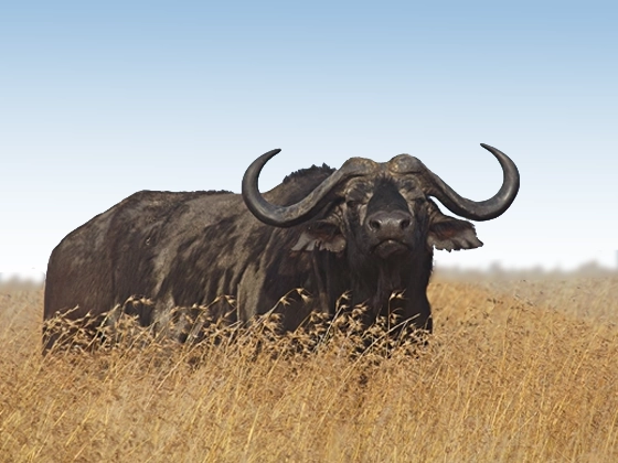 7 Days Big Five Safaris In Tanzania