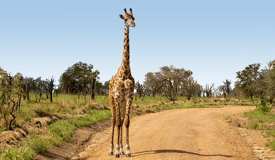 Luxury Safari Tanzania Cost