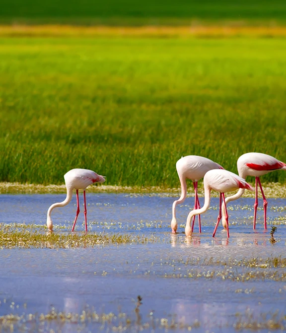 How Much Is A Safari In Tanzania