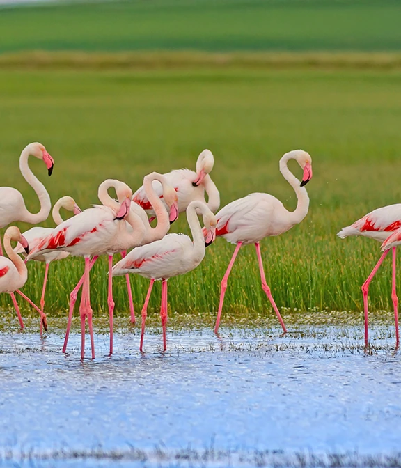 How Much Is A Safari In Tanzania