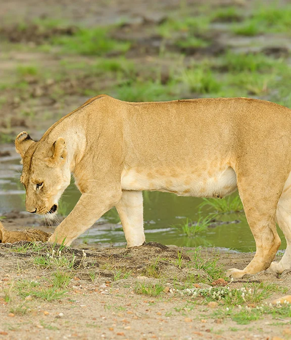 Lake Manyara Safari Cost