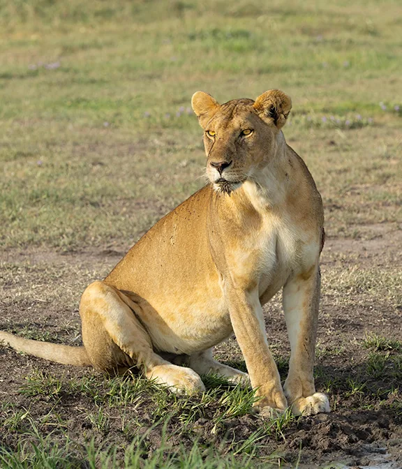 Lake Manyara Safari Cost