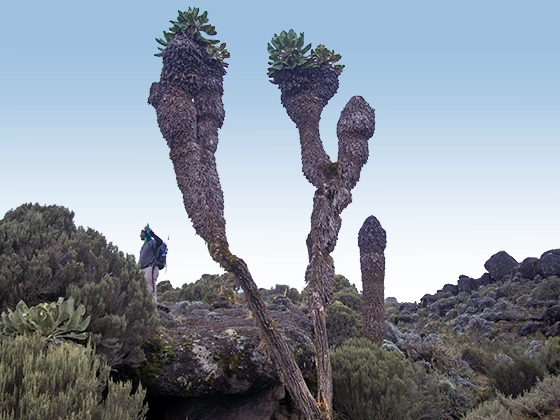 10 Days Lemosho Climbs