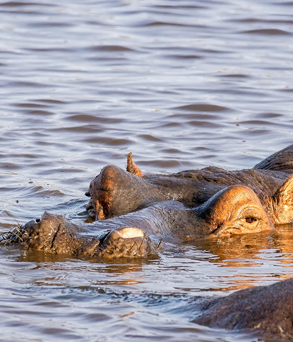 How Much Does A Tanzania Safari Cost