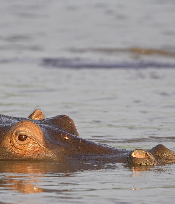 How Much Does A Tanzania Safari Cost