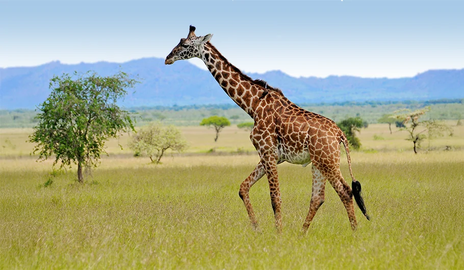 Safari In Tanzania Package Price