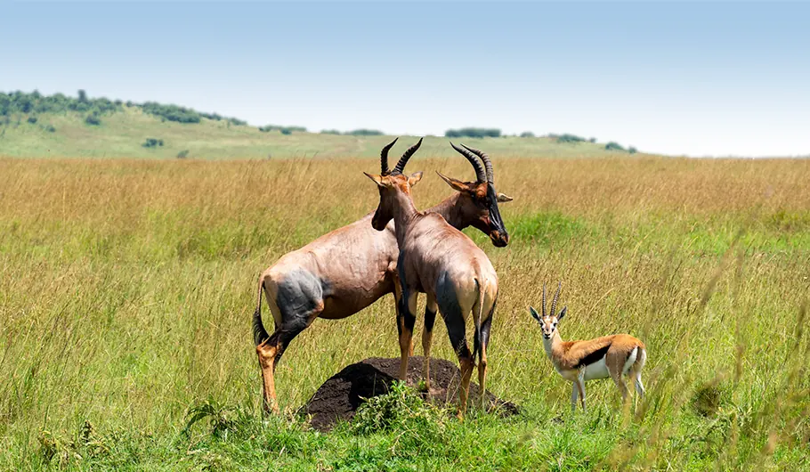 Cost Of A Safari In Tanzania