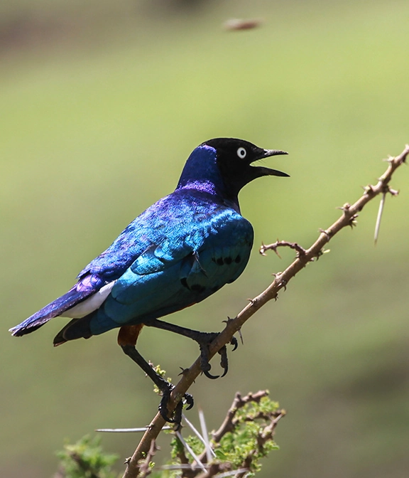 Tanzania Safari Cost From Uk