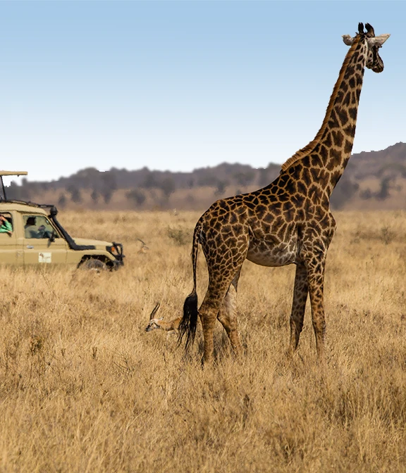 How Much Is Safari In Tanzania