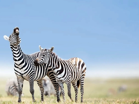 8 Days Tanzania Classic Safari