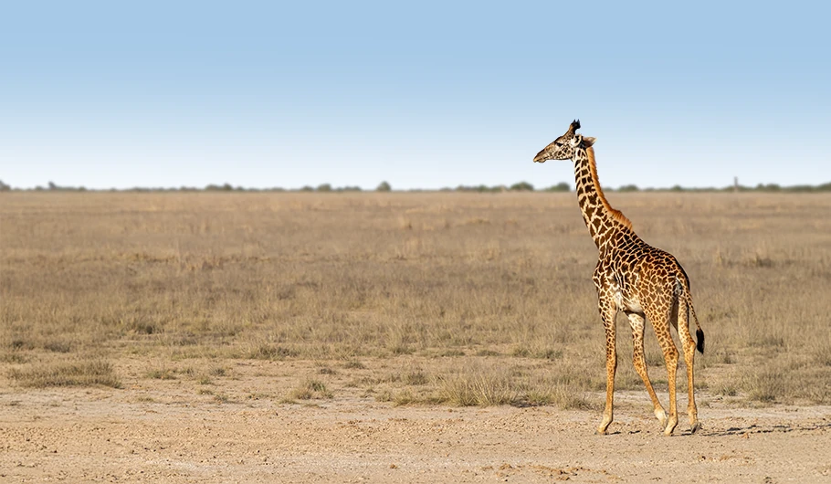 Tanzania Safari Prices