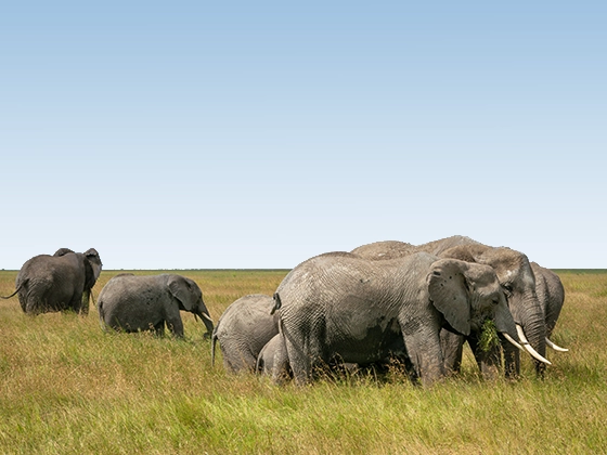 6 Days Tanzania Short & Sweet Safari