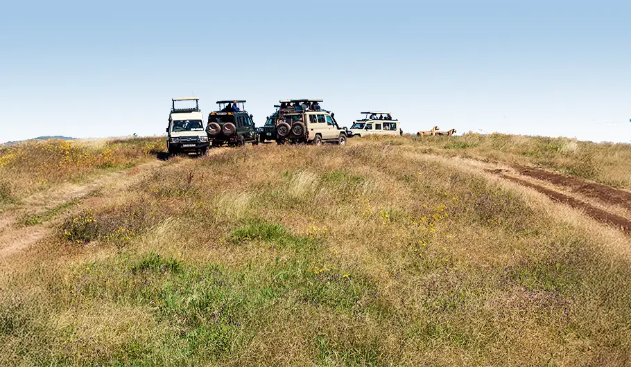 Tanzania Safari Tour Cost