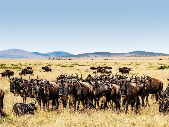 Serengeti Wildebeest Migration