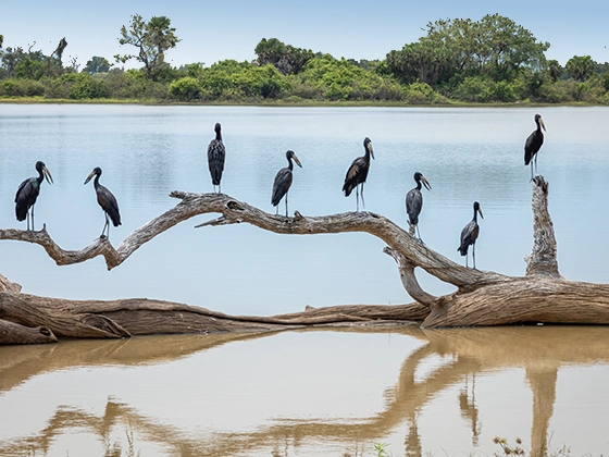 13 Days Ultimate Southern Tanzania Safari