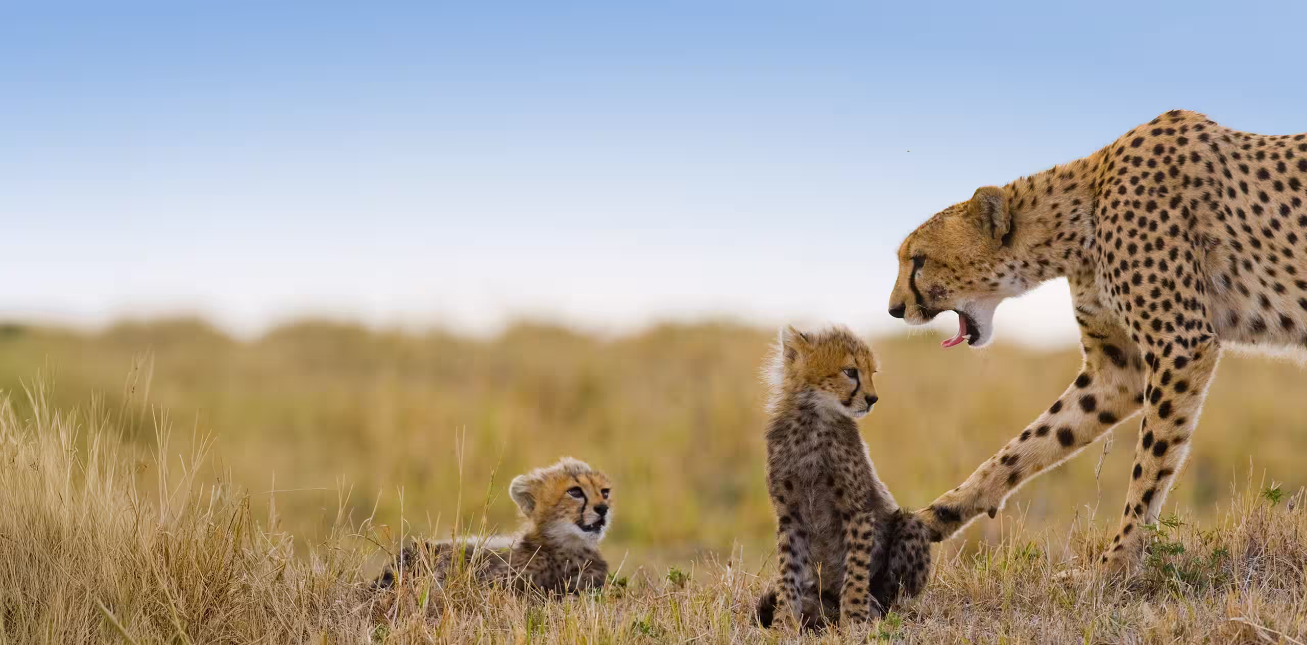 12 Days Tanzania Family Safaris