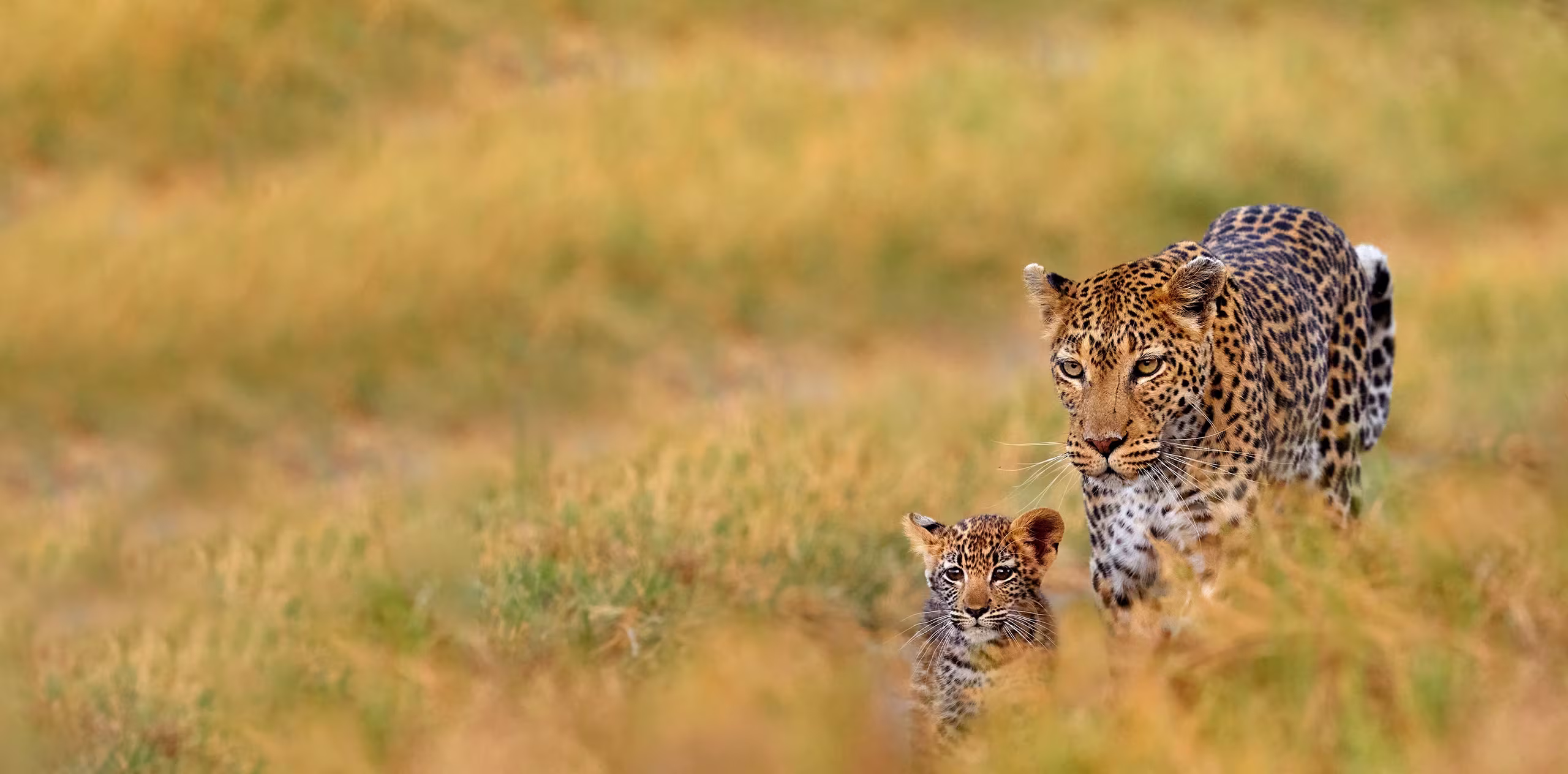 6 Days Tanzania Short & Sweet Safari