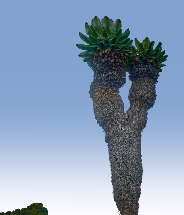 7 Days Rongai Route Trekking