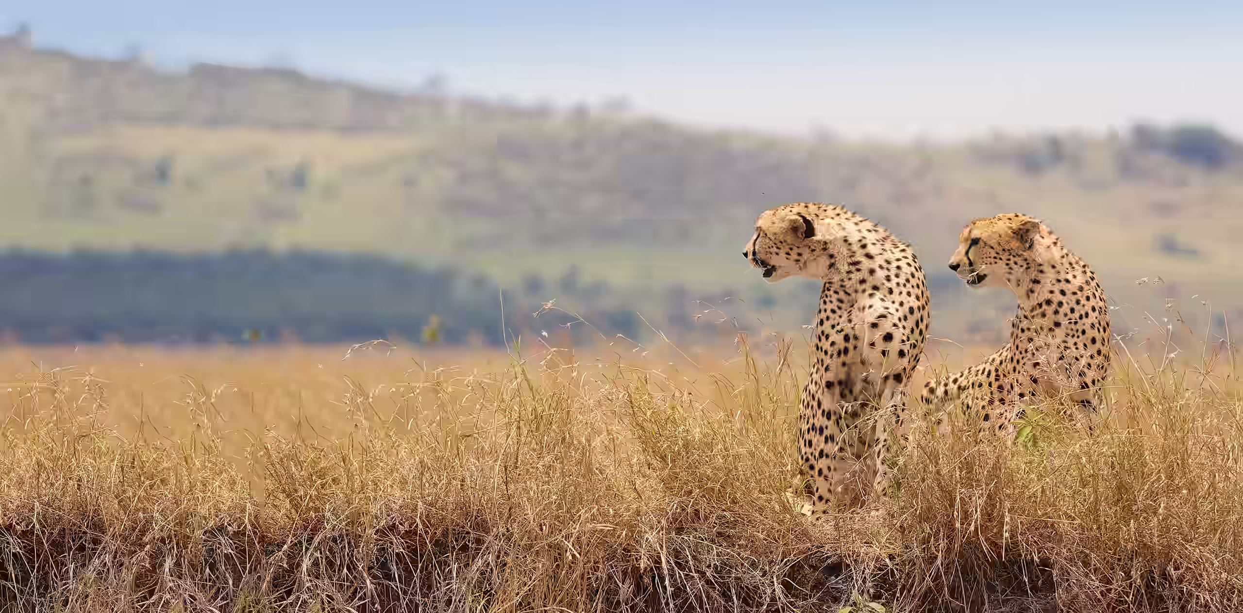 8 Days Tanzania Classic Safari