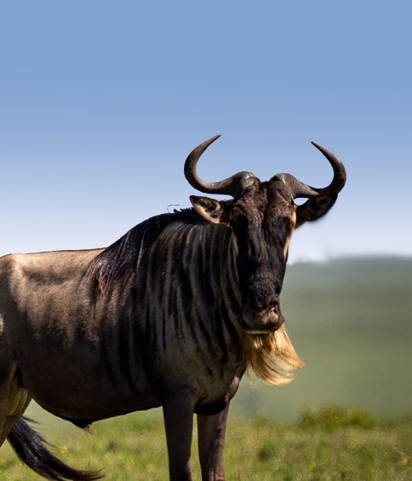 Serengeti Wildebeest Migration