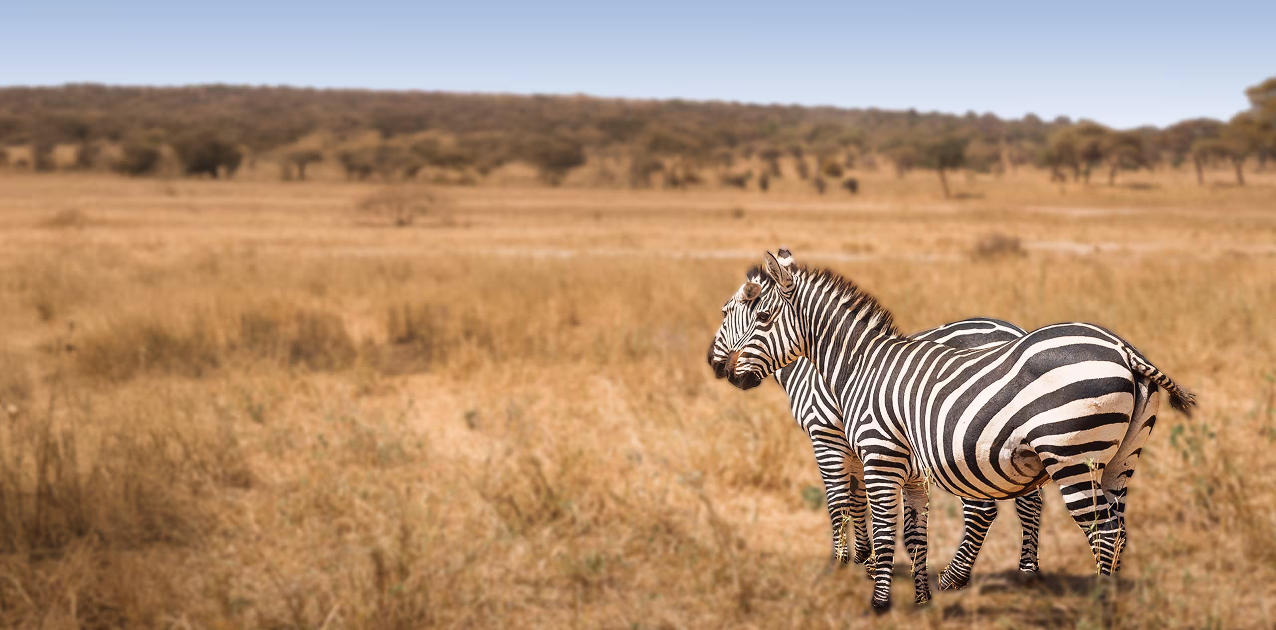 10 Days Southern Tanzania Safari