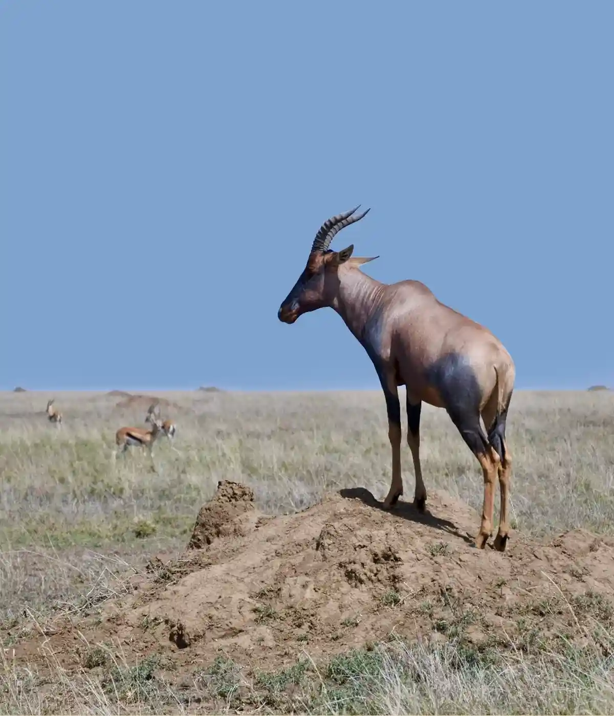 Western Tanzania Safari