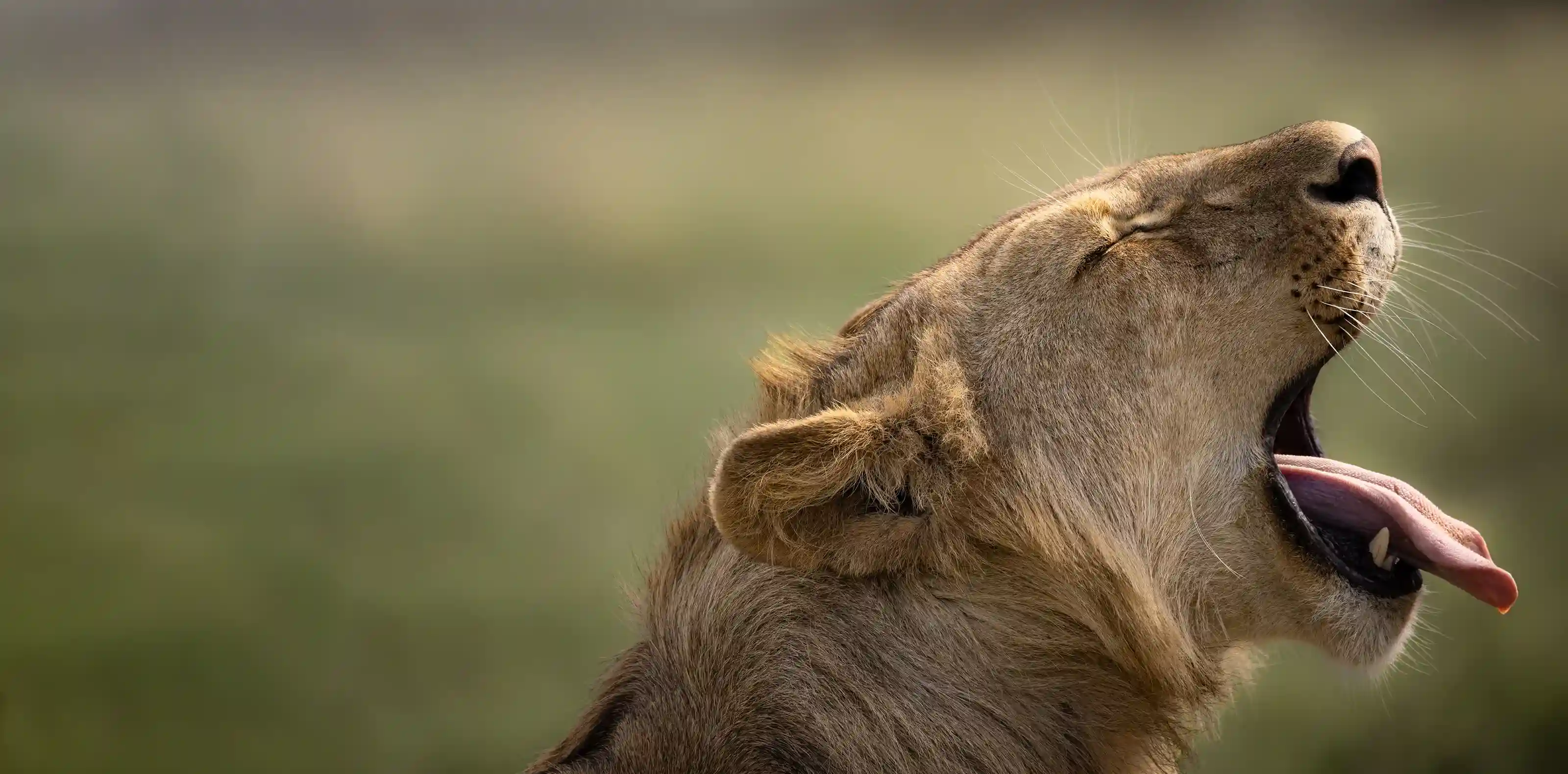 African Scenic Safaris