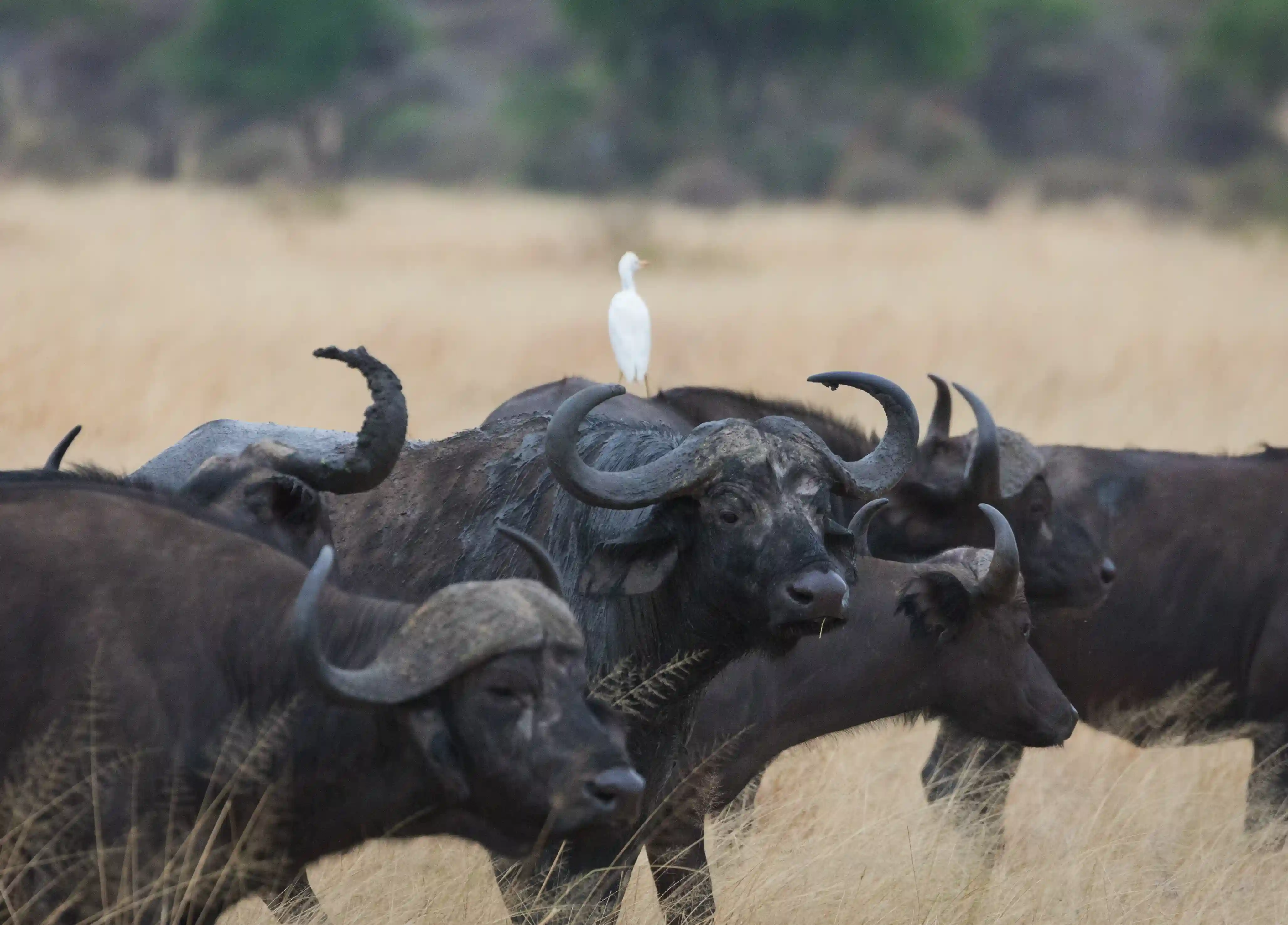 Tanzania Low Season Safari