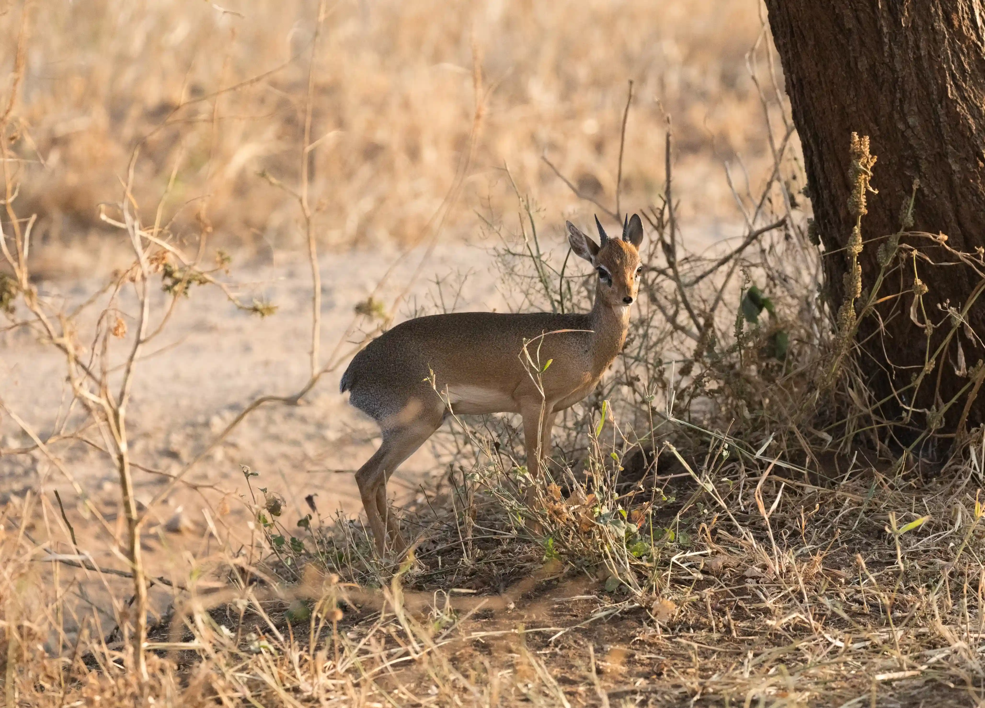Tanzania Low Season Safari