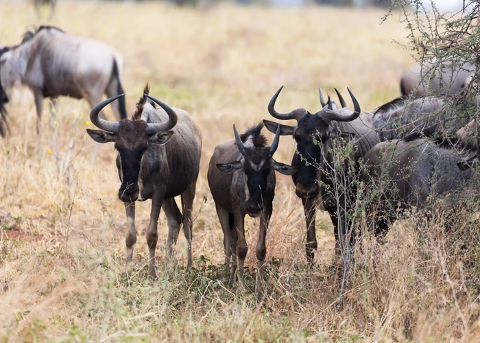 Things To Do In Tanzania