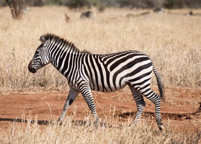 Things To Do In Tanzania