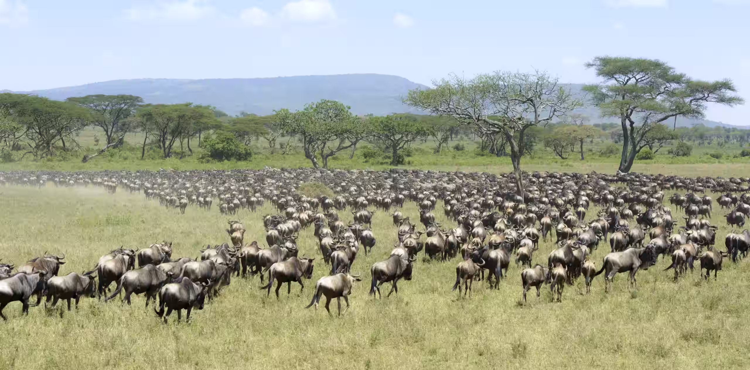 Best Time To See The Serengeti Migration