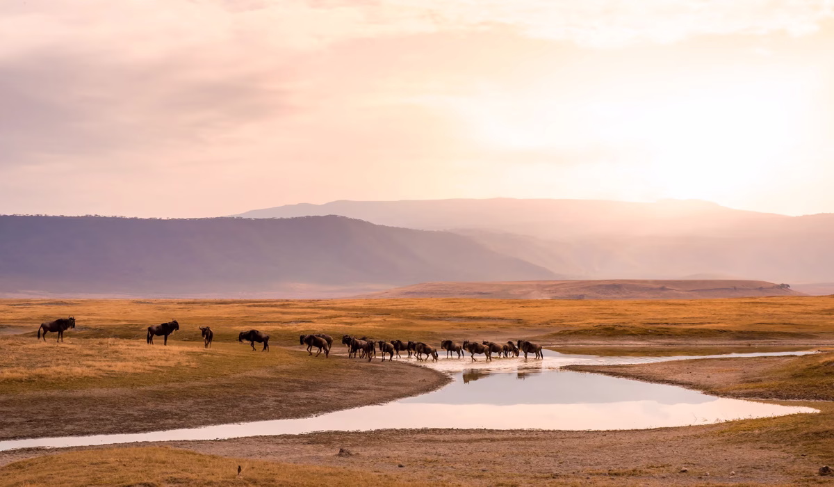 Best Time To See The Serengeti Migration