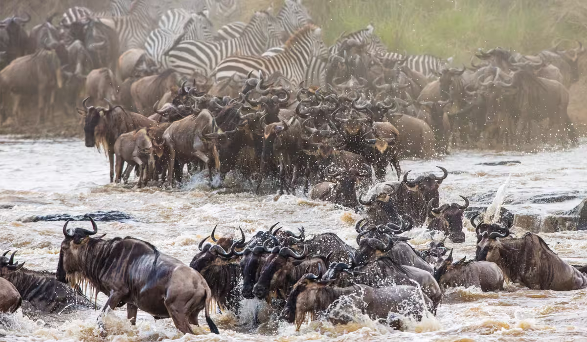 Best Time To See The Serengeti Migration
