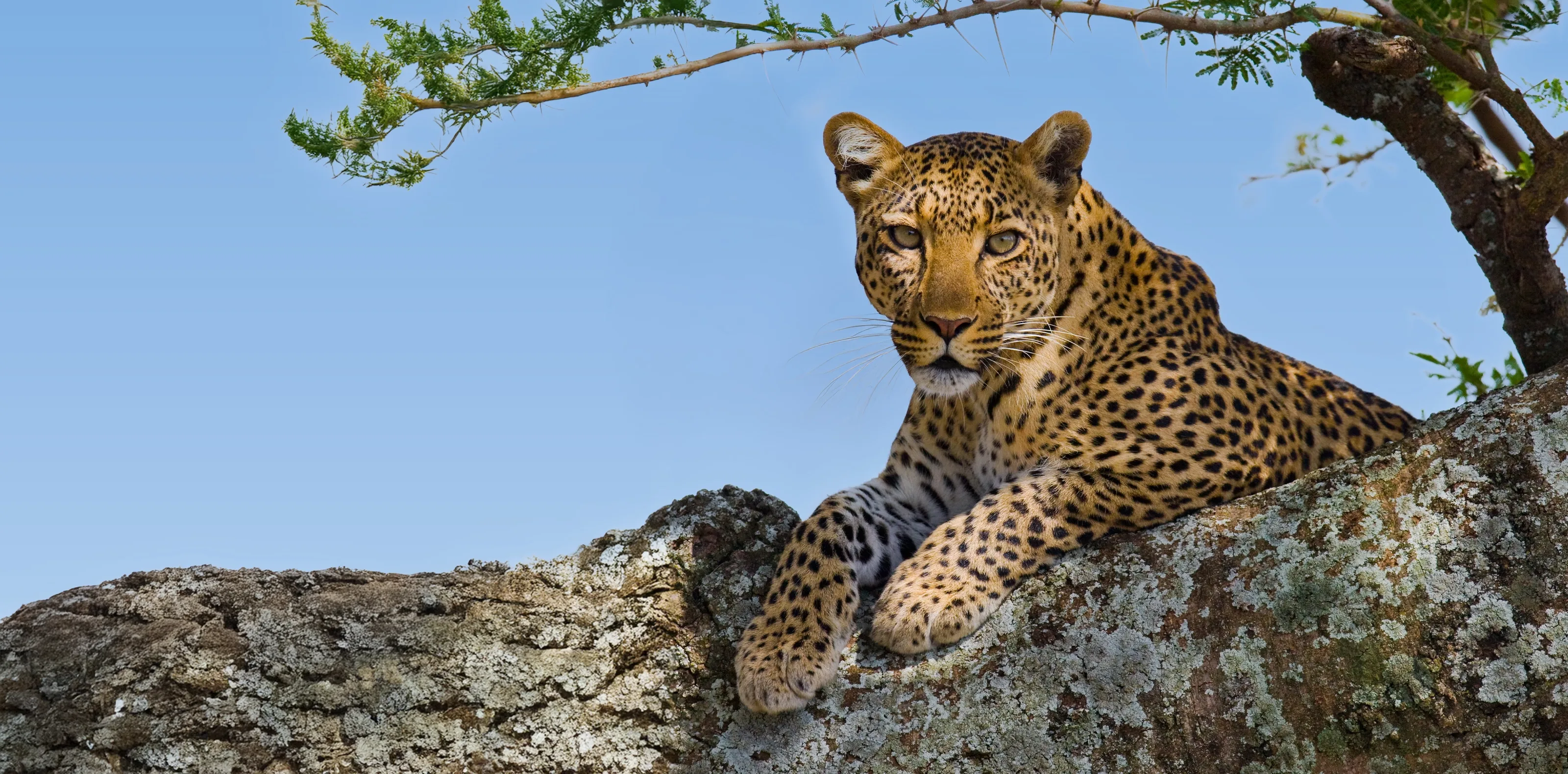 7 Days Big Five Safaris In Tanzania