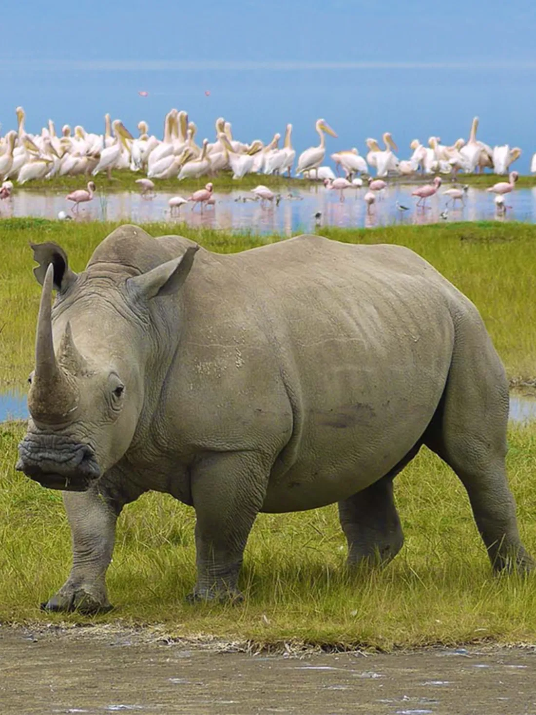 7 Days Big Five Safaris In Tanzania