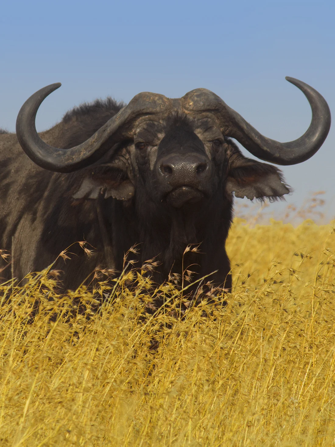 7 Days Big Five Safaris In Tanzania
