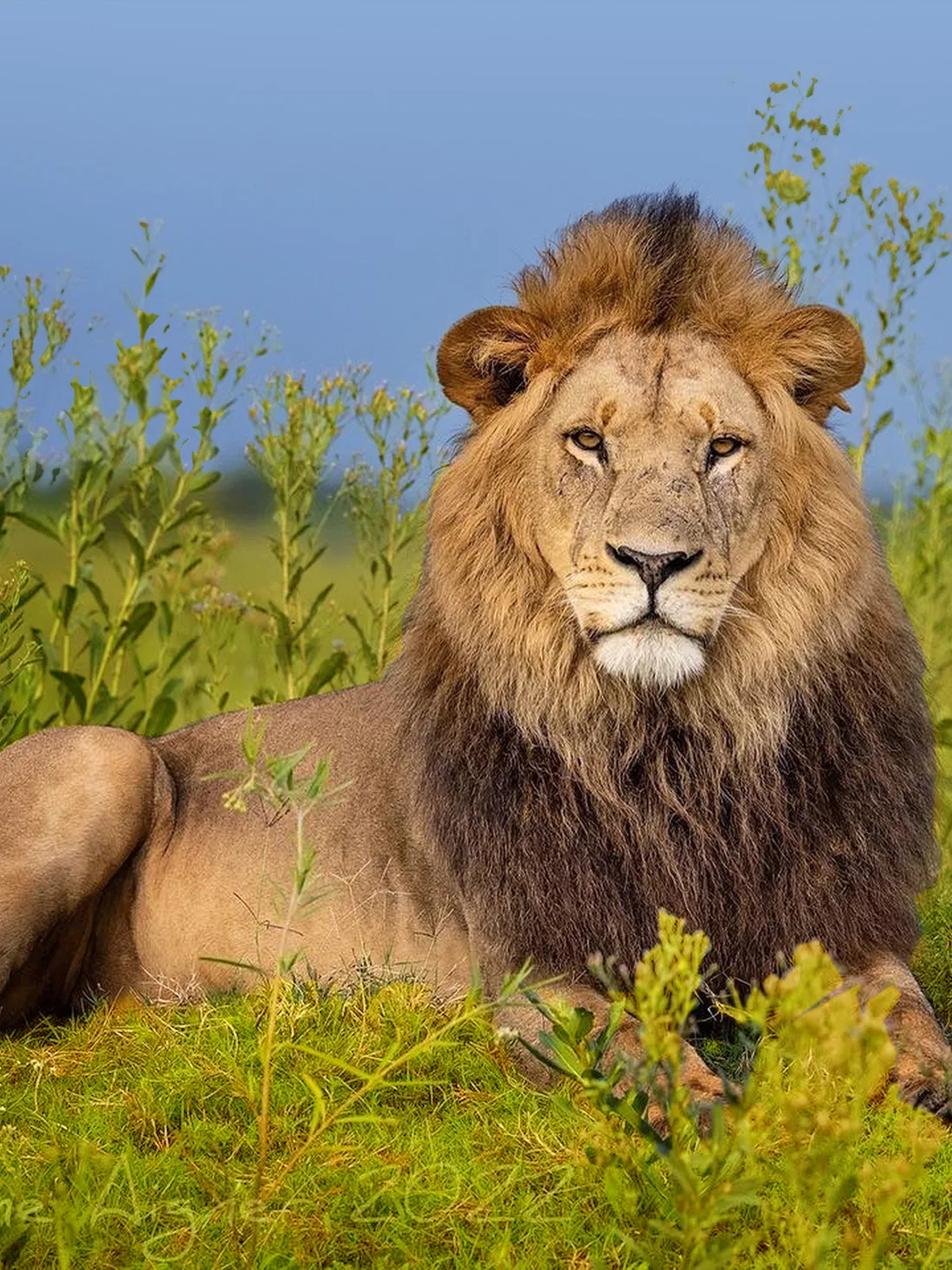 7 Days Big Five Safaris In Tanzania