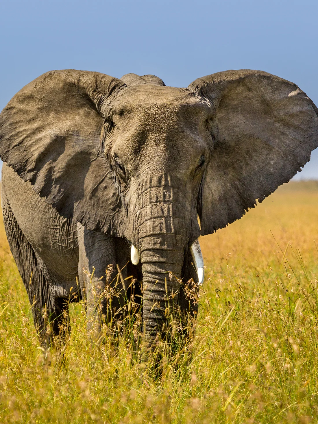 7 Days Big Five Safaris In Tanzania