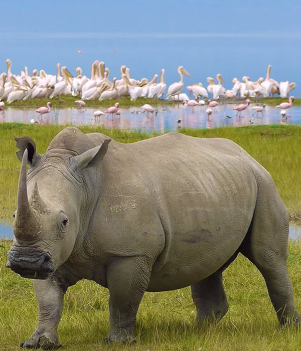 7 Days Big Five Safaris In Tanzania