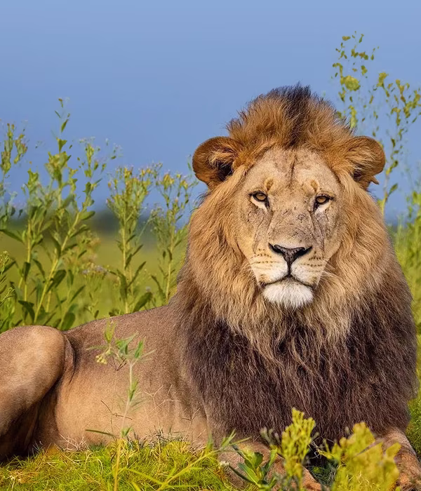 7 Days Big Five Safaris In Tanzania