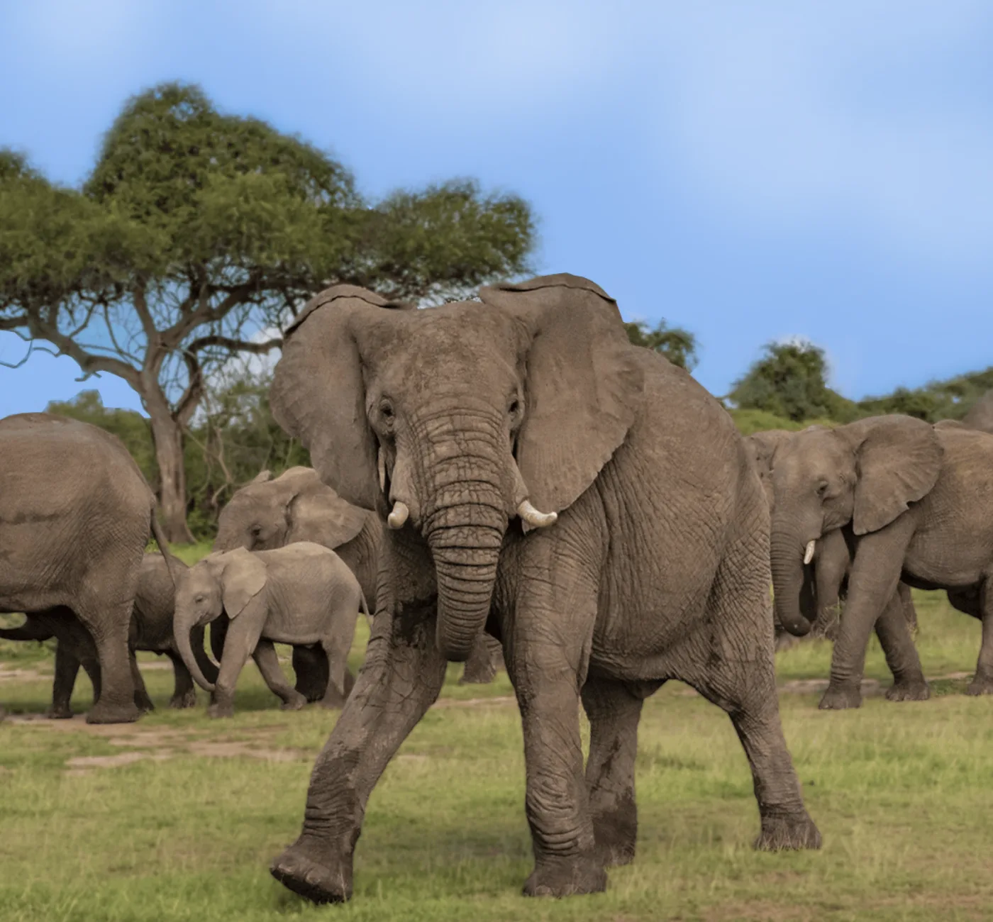 Big Five Safaris In Tanzania