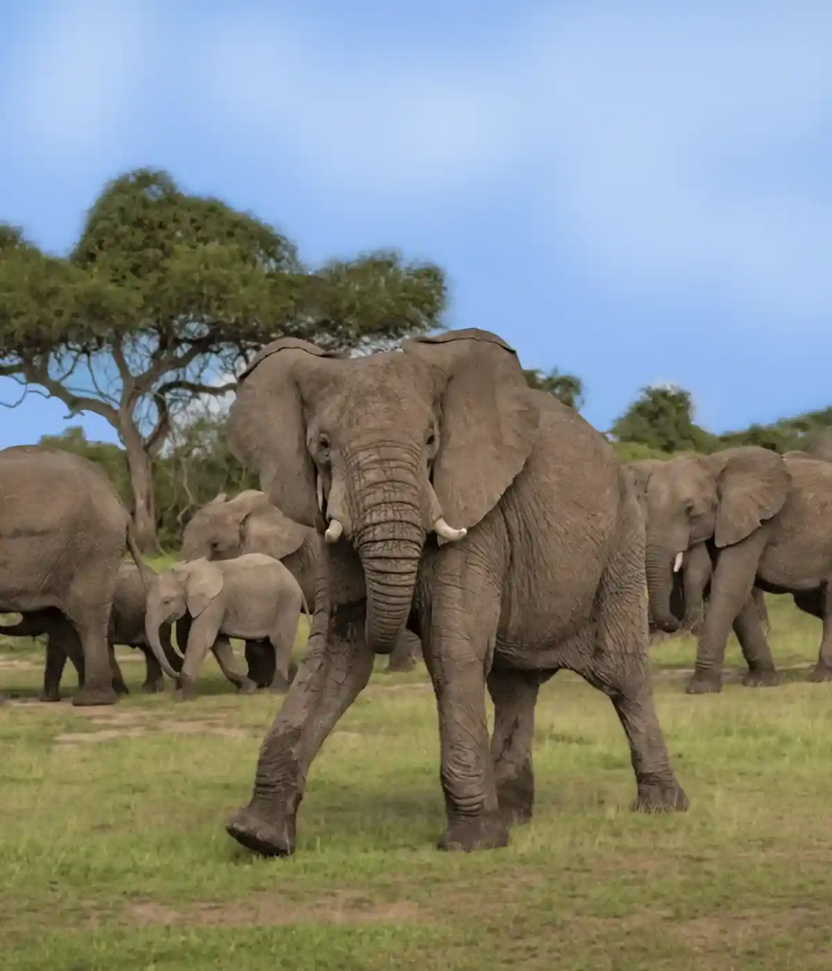 Big Five Safaris In Tanzania