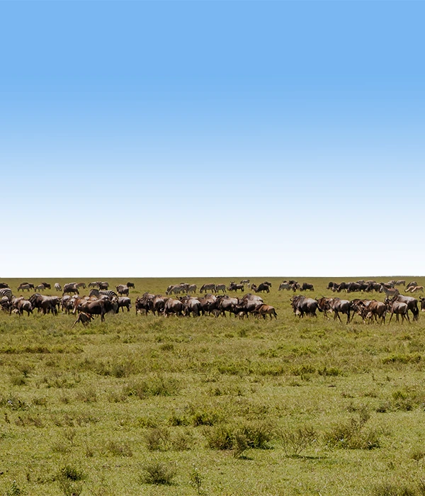 Calving Season Safari