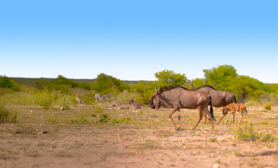 8 Days Calving Season Safari
