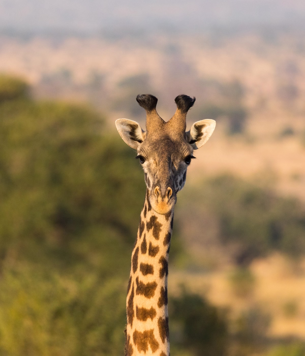 Tanzania Classic Safari