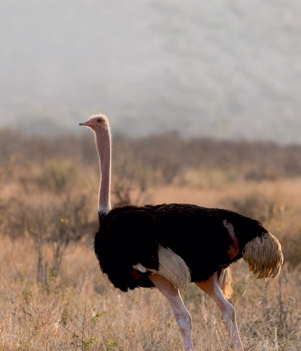Tanzania Classic Safari