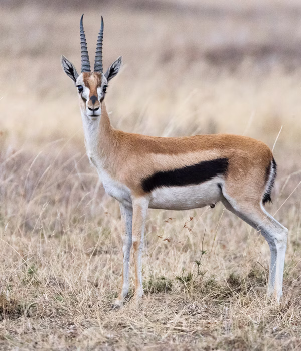 Tanzania Classic Safari