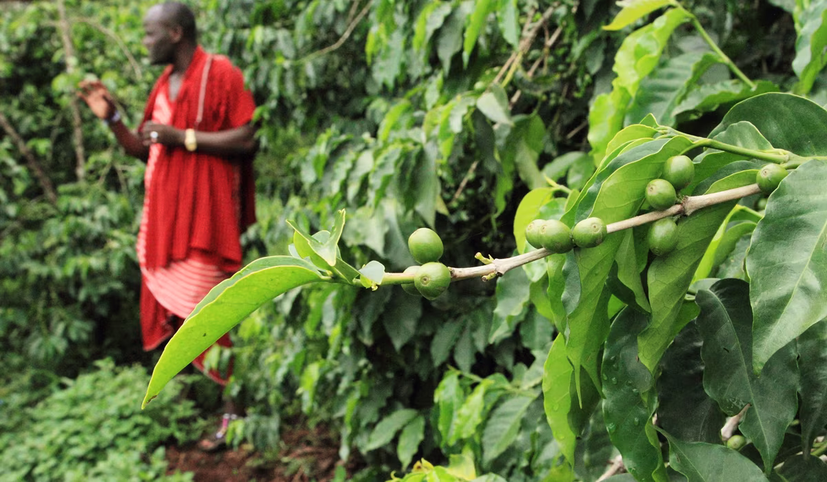 50 Things To Do In Arusha