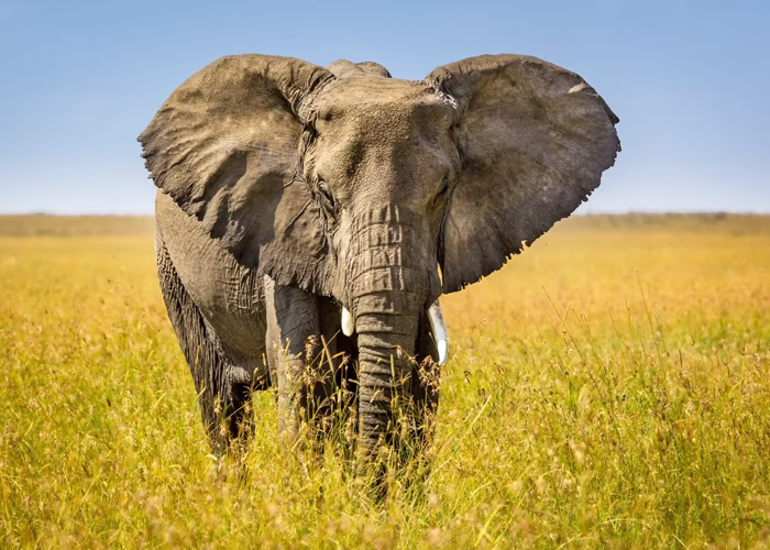 Tanzania Safari Cost From Australia